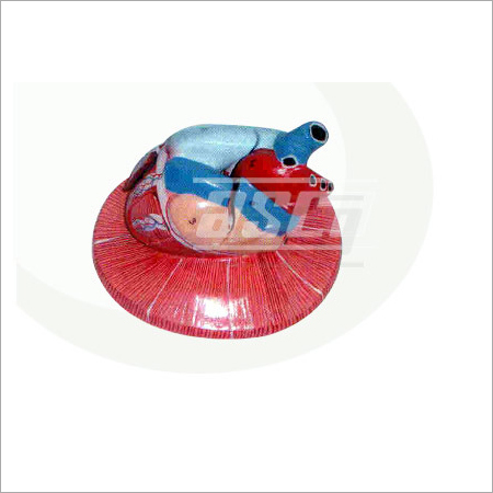 Human Heart Model
