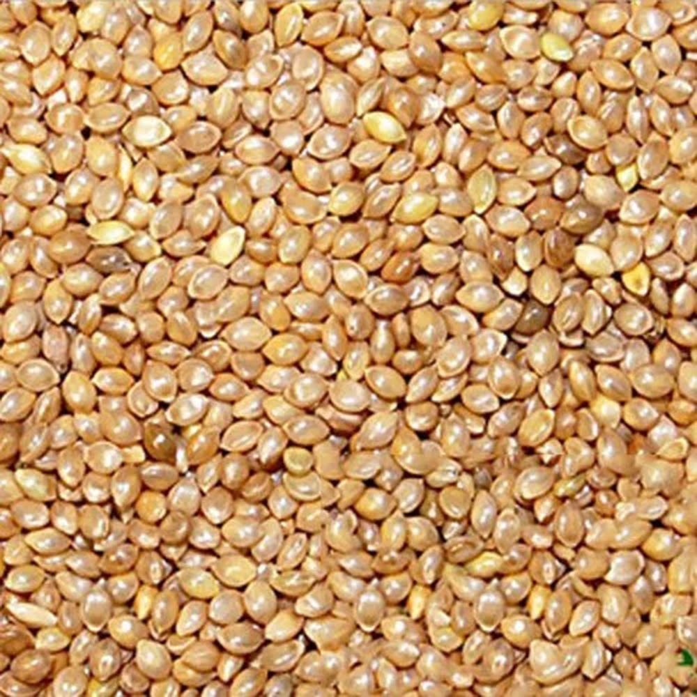 Barnyard Millet