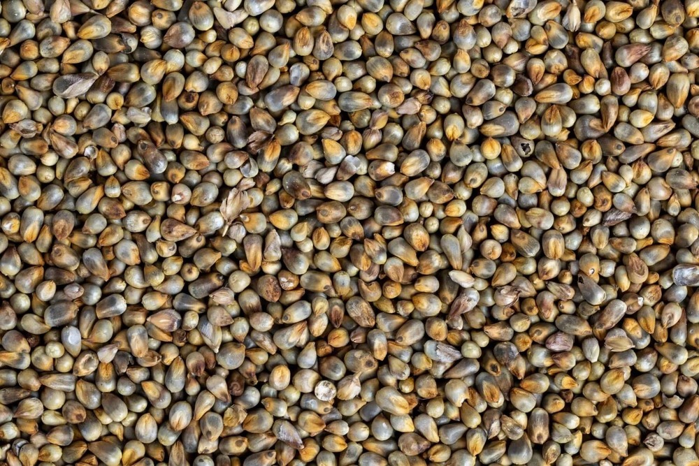 Millet Grain