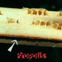 Propolis Extract - Superior Quality, Extracted from Worker Bee Nests, Highly Effective, Precise Composition, No Side Effects, Safe to Consume
