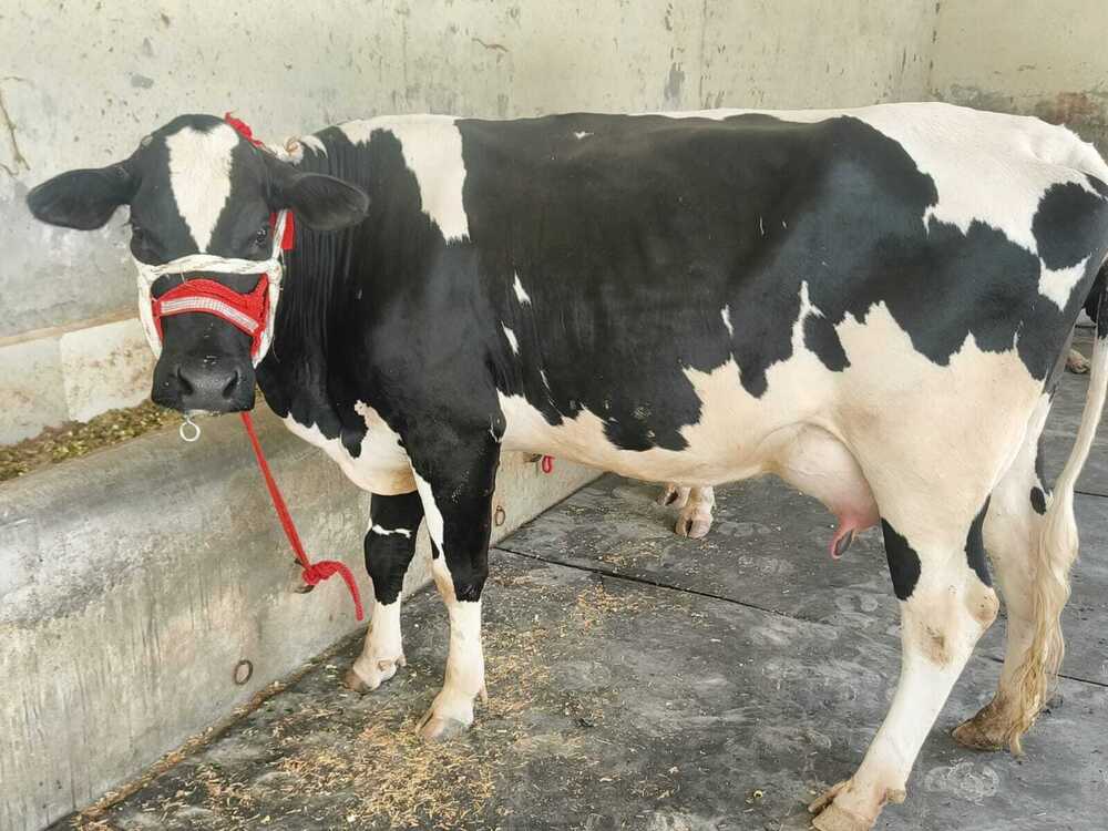 Crossbreed Cow Supplier
