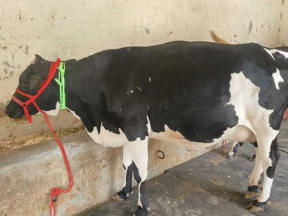 Crossbreed Cow Supplier