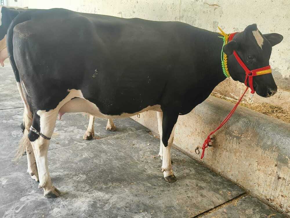 Crossbreed Cow Supplier