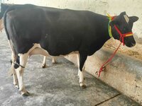 Crossbreed Cow Supplier