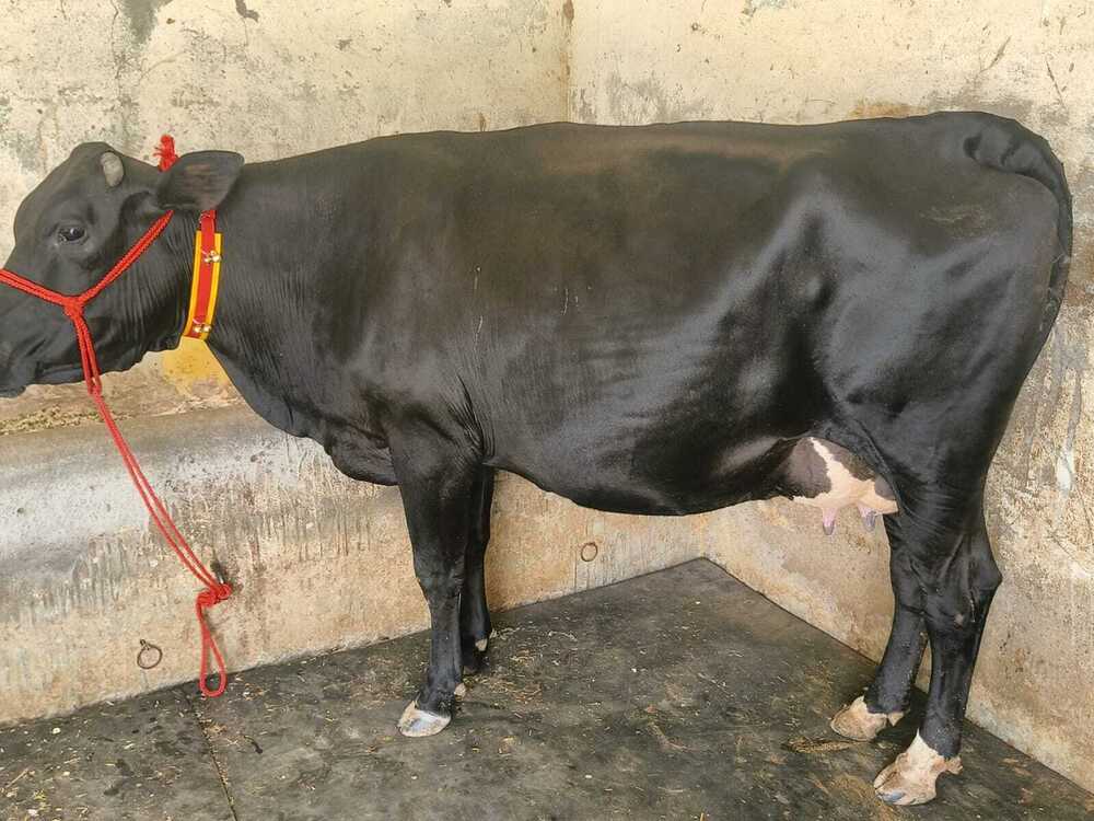 Crossbreed Cow Supplier