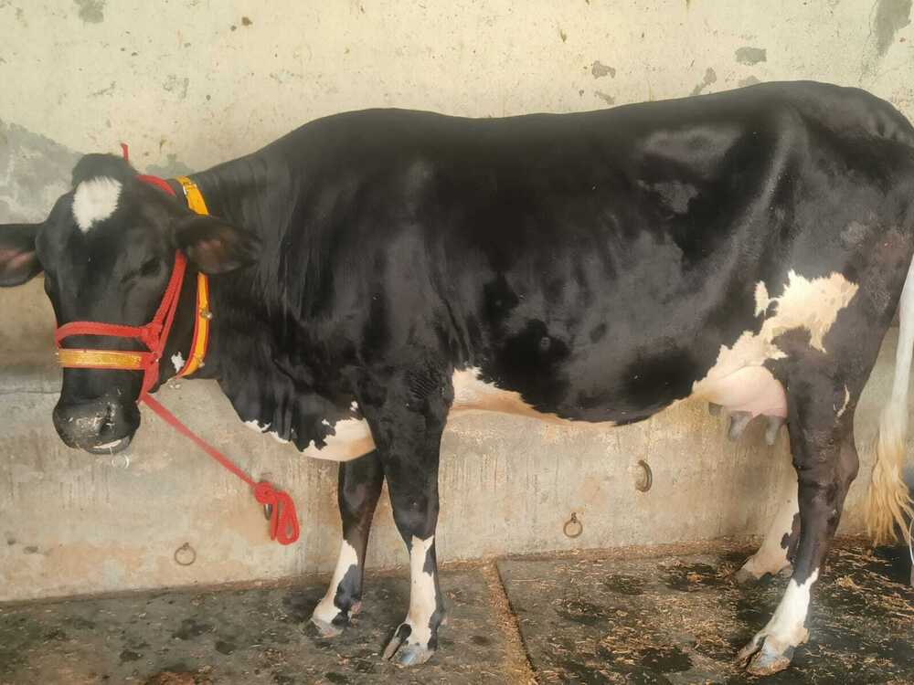 Crossbreed Cow Supplier