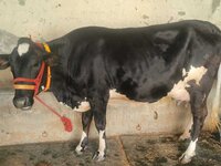 Crossbreed Cow Supplier