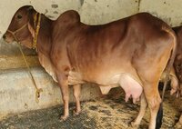 Pure Breed Sahiwal Cow