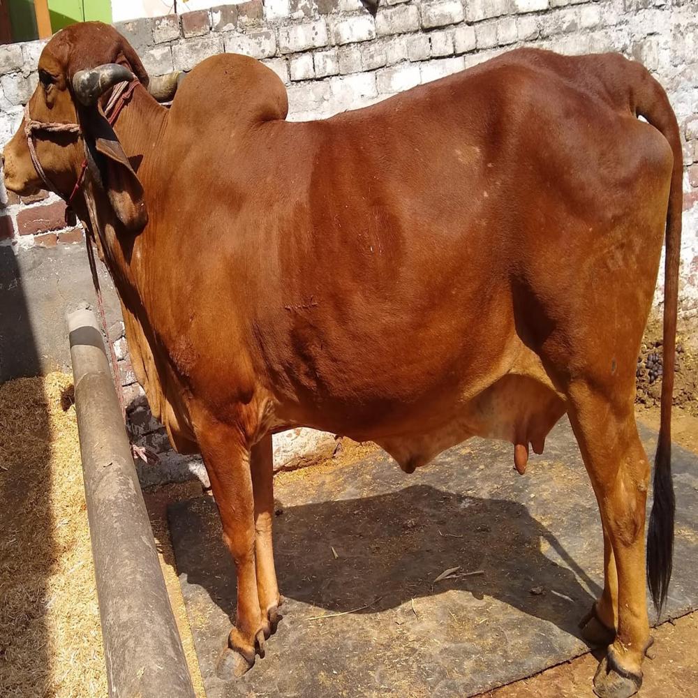 Gir Cow