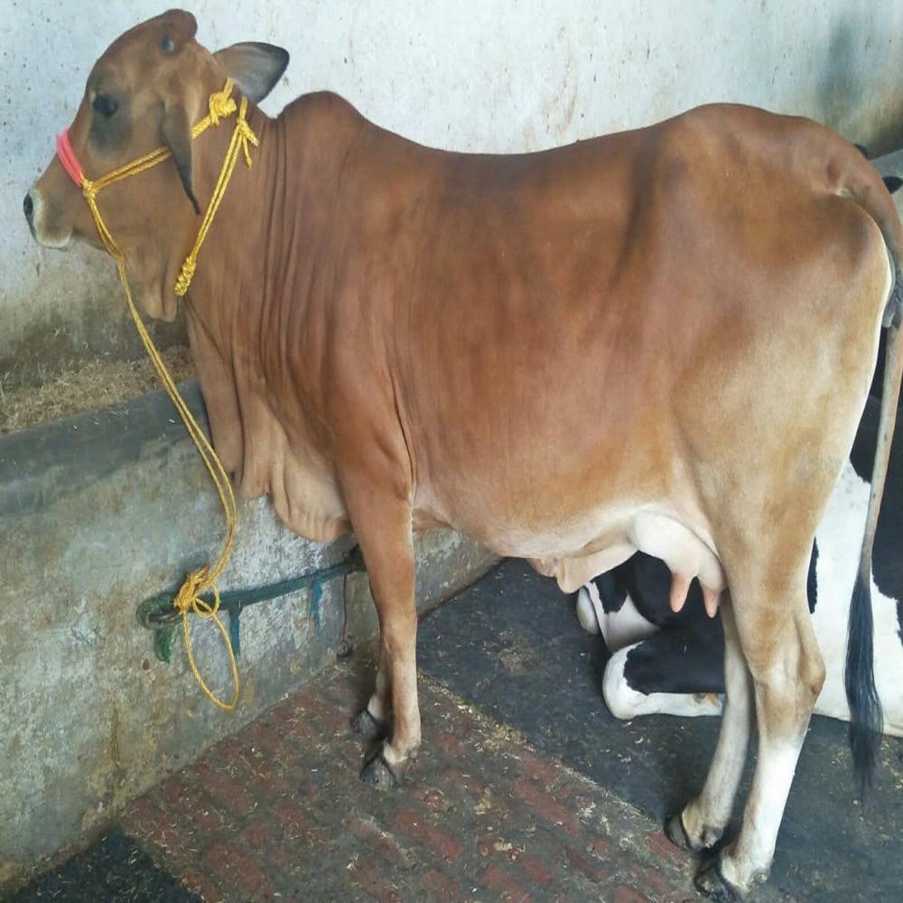 Brown Sahiwal Cow