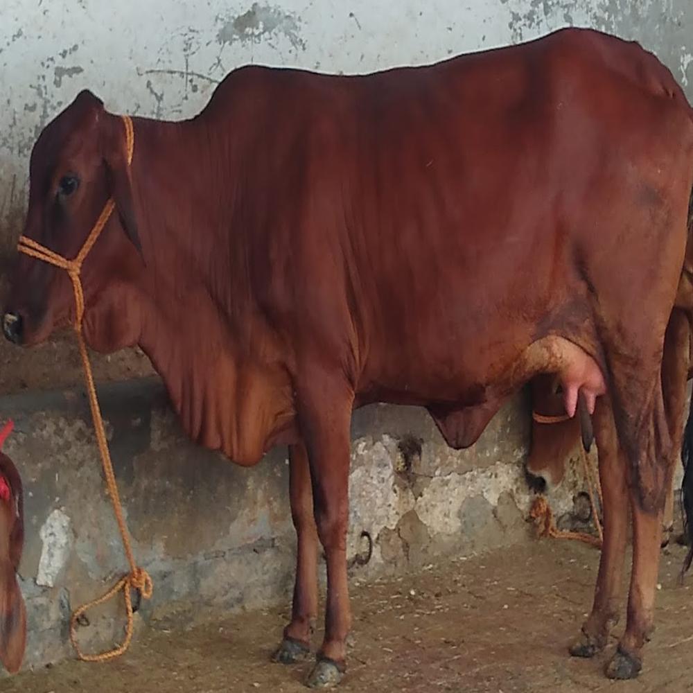 Red Sahiwal Cow