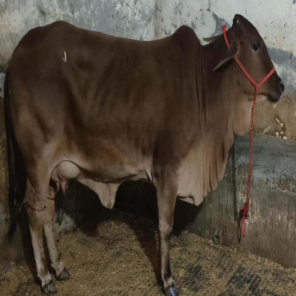 Indian Sahiwal Cow