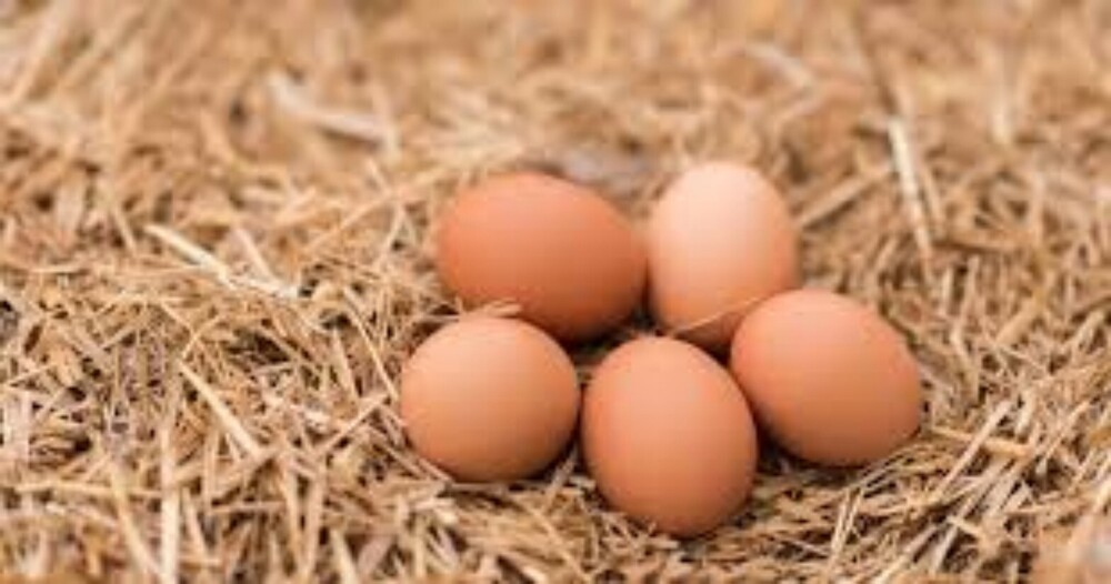 pure Brown Egg