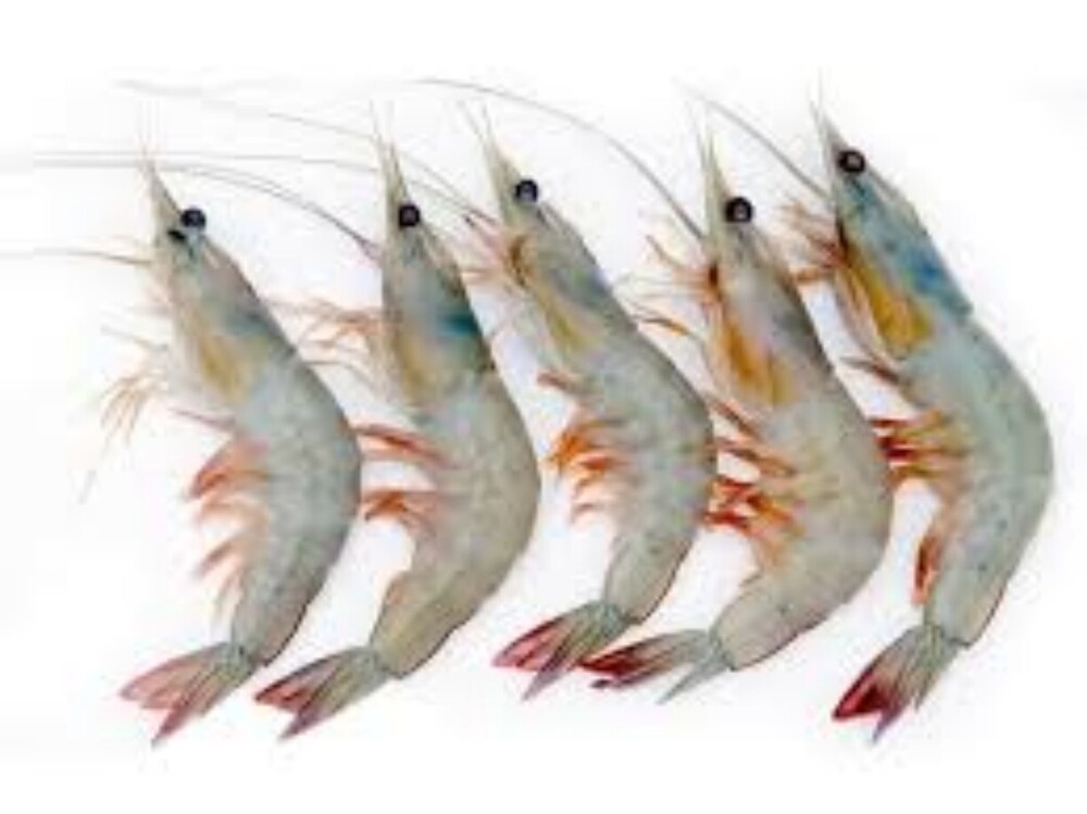 sea Fresh Prawn