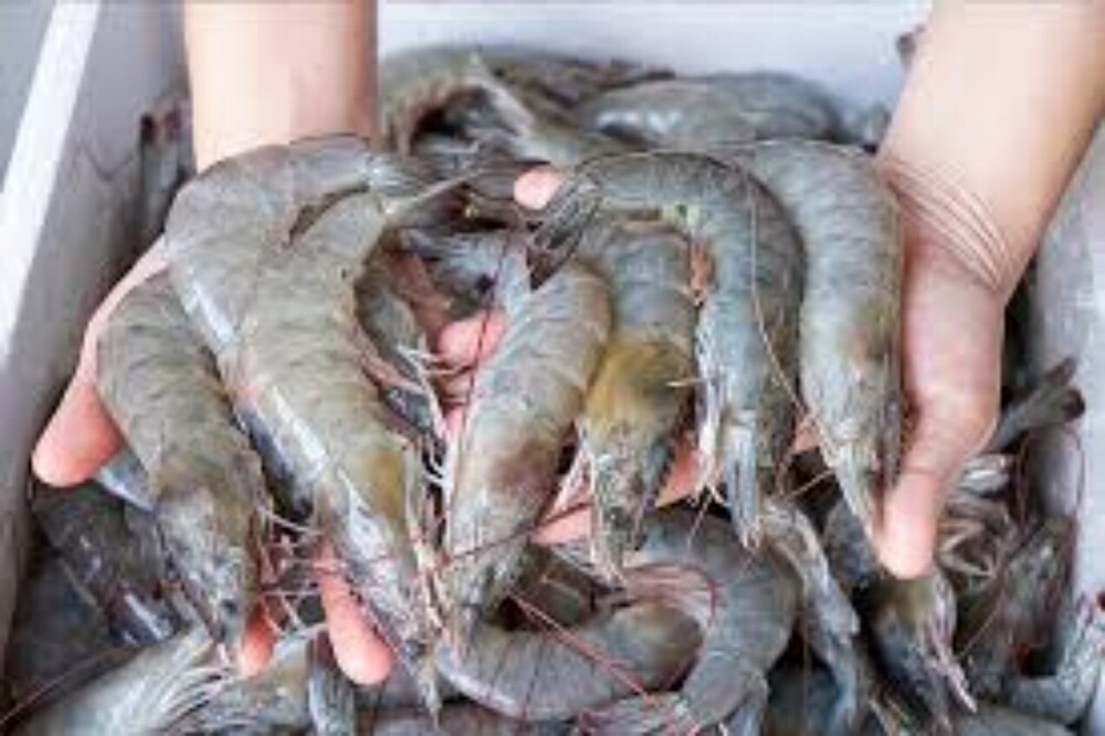 sea Fresh Prawn