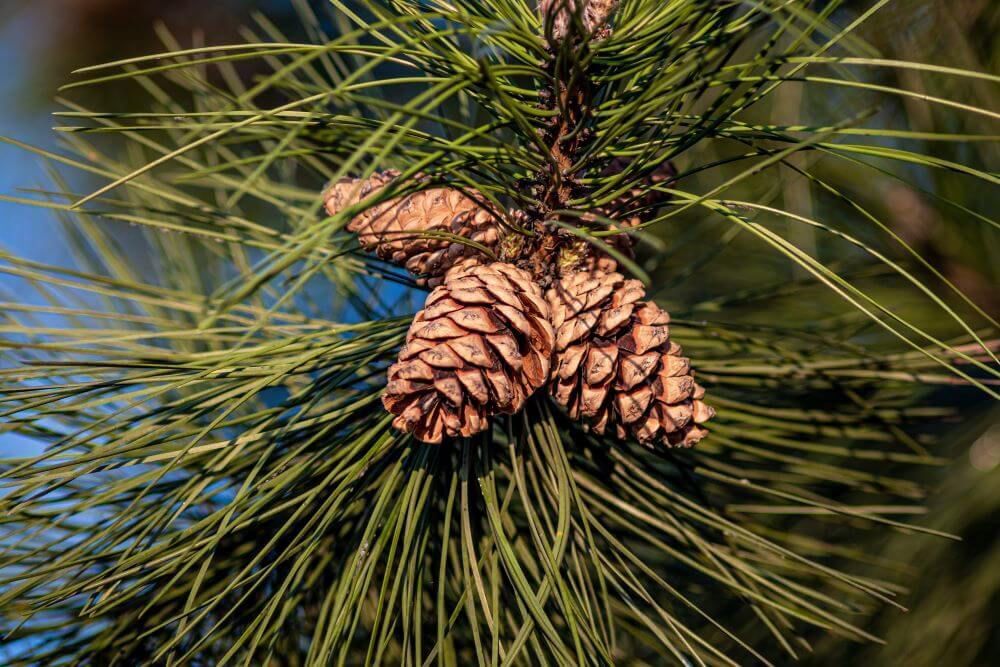 Pine Oil M - Cas No: 8002-09-3