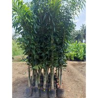 Foxtal Palm Plant