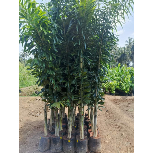 Foxtal Palm Plant