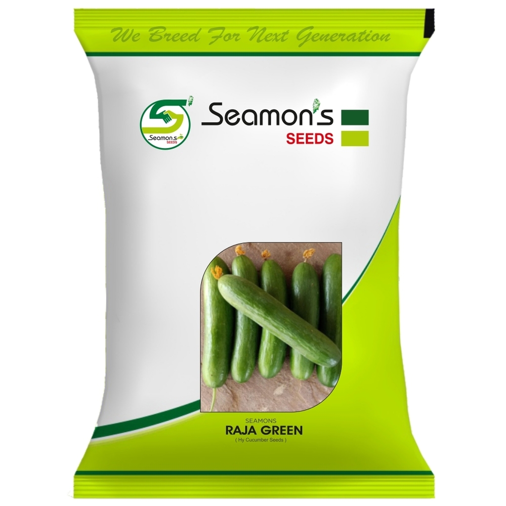 RAJA GREEN Cucumber Seeds