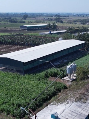 Layer Poultry Farm Shed - Color: Gray