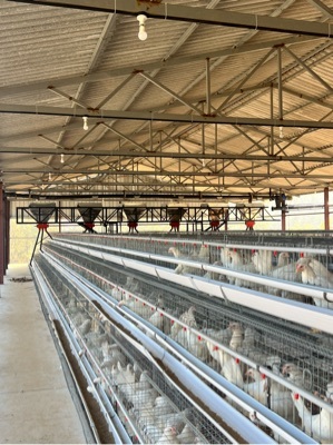 Poultry Feed Trolley Poultry Feed Trolley