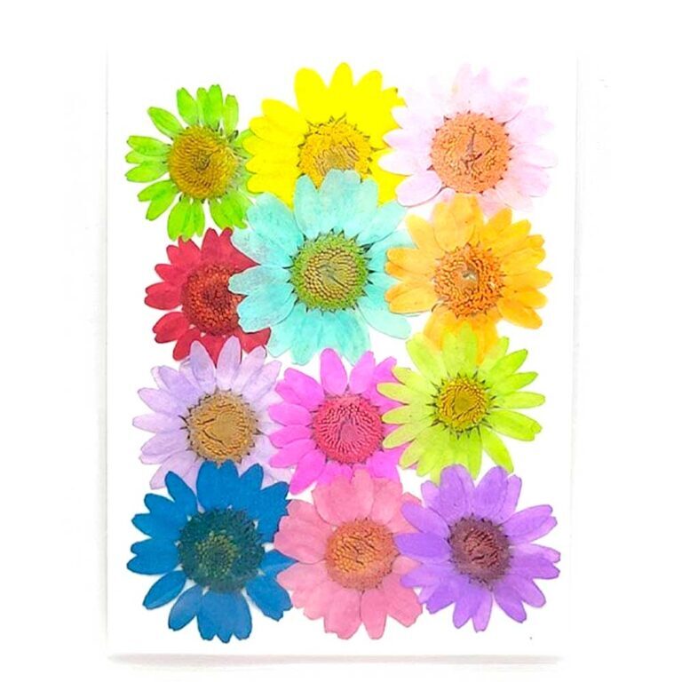 12 in 1 Daisy Multy Pressed Dry Flowers