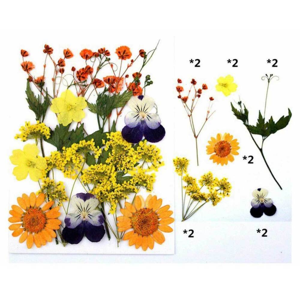 12 In 1 Pressed Flowers