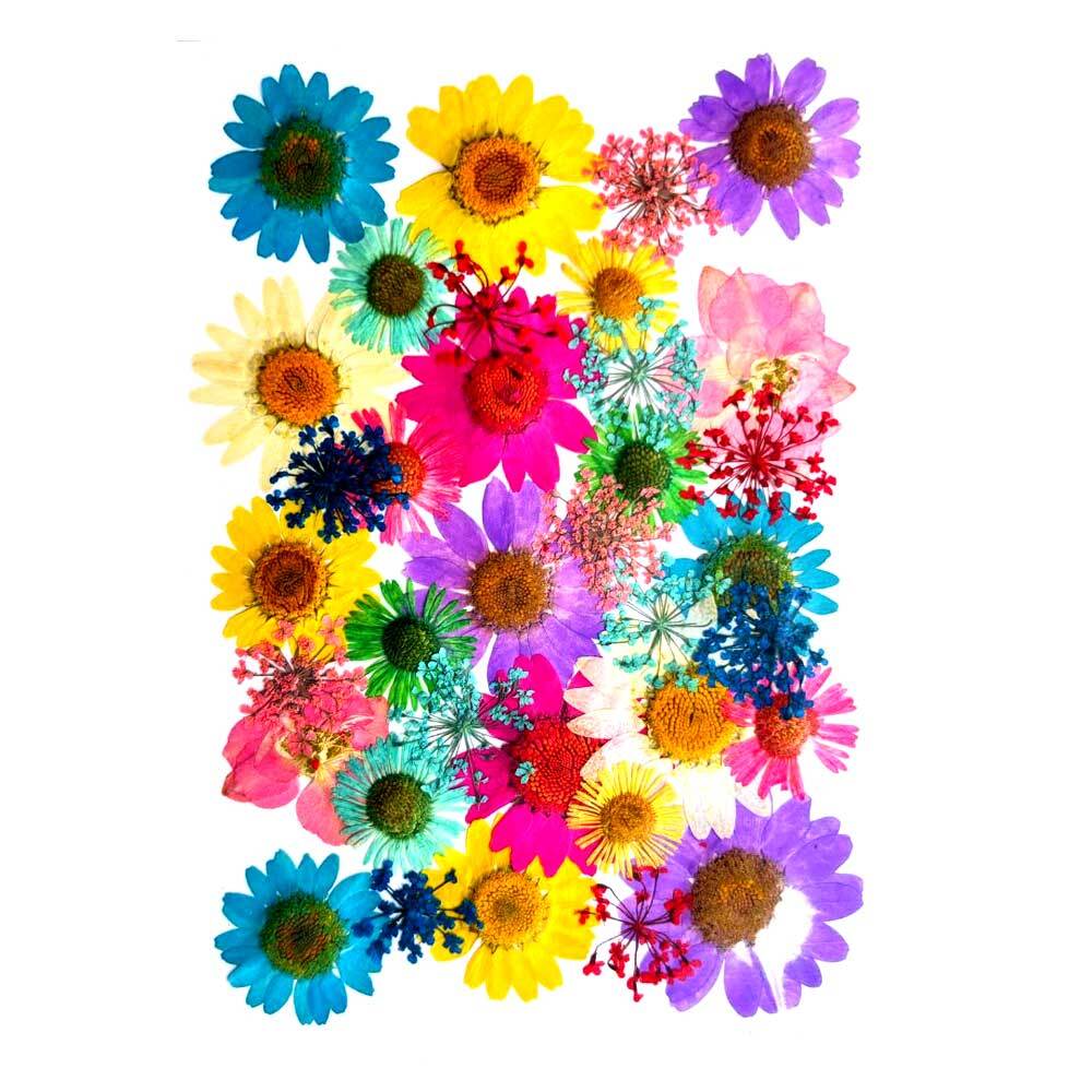 35 in 1 Pressed Dry Flowers