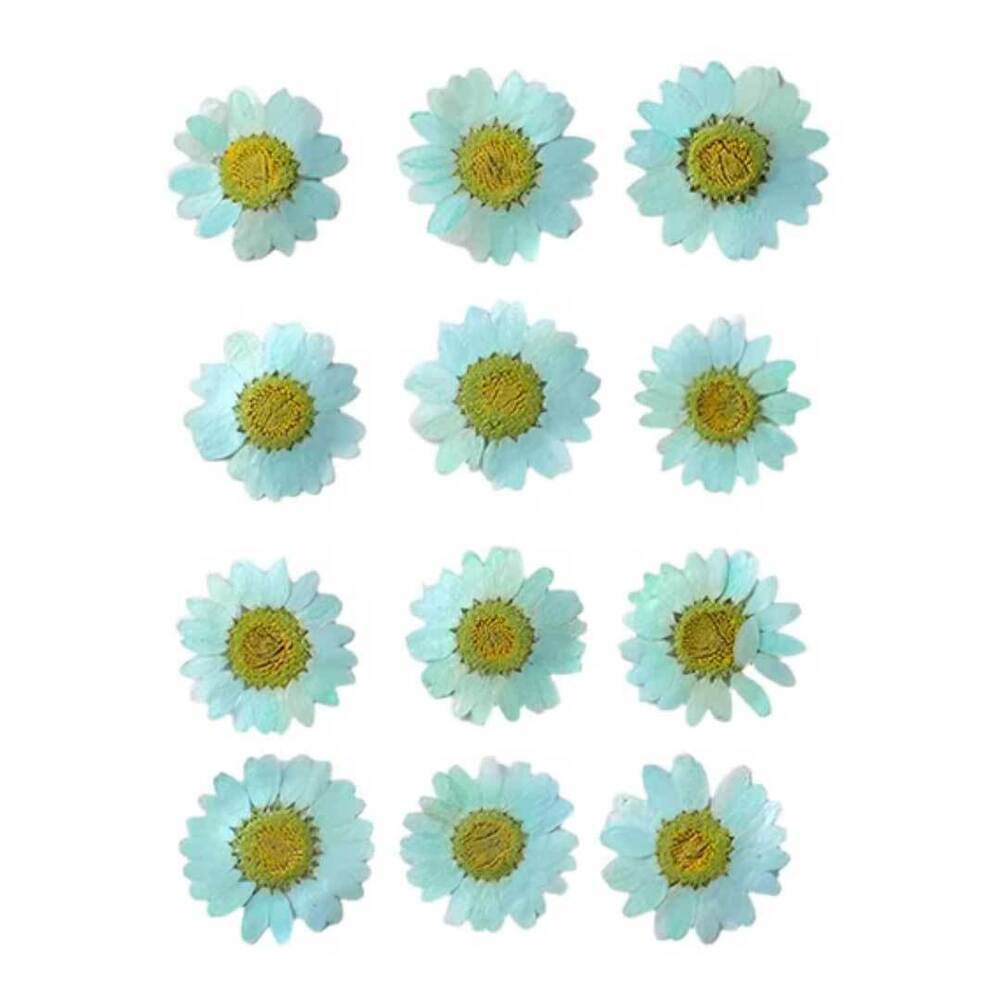 Aqua Daisy Pressed Dry Flower