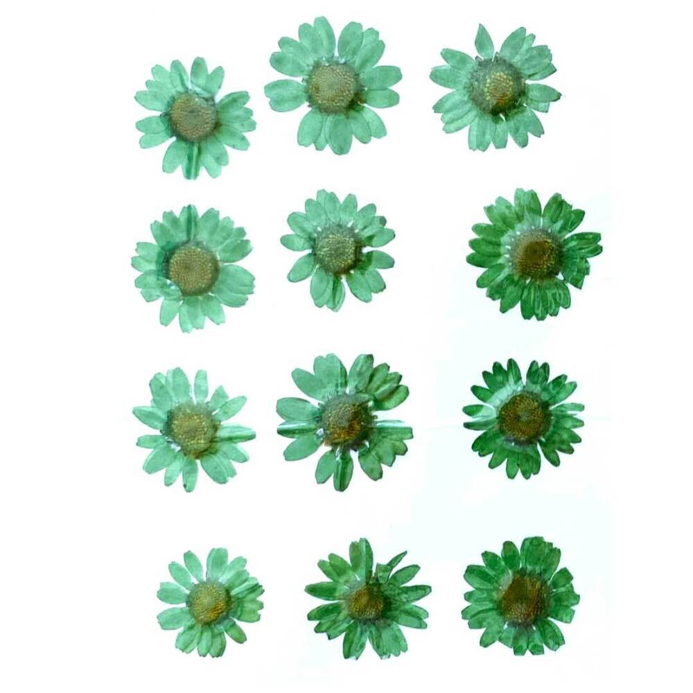 Green Daisy Pressed Dry Flower
