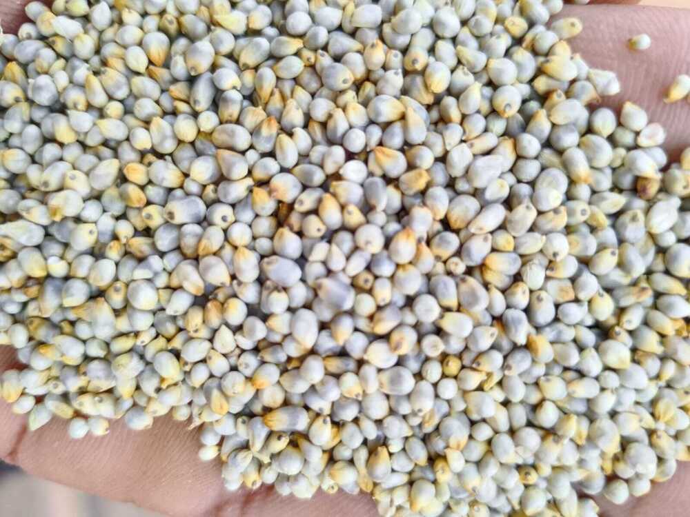 Green Millets