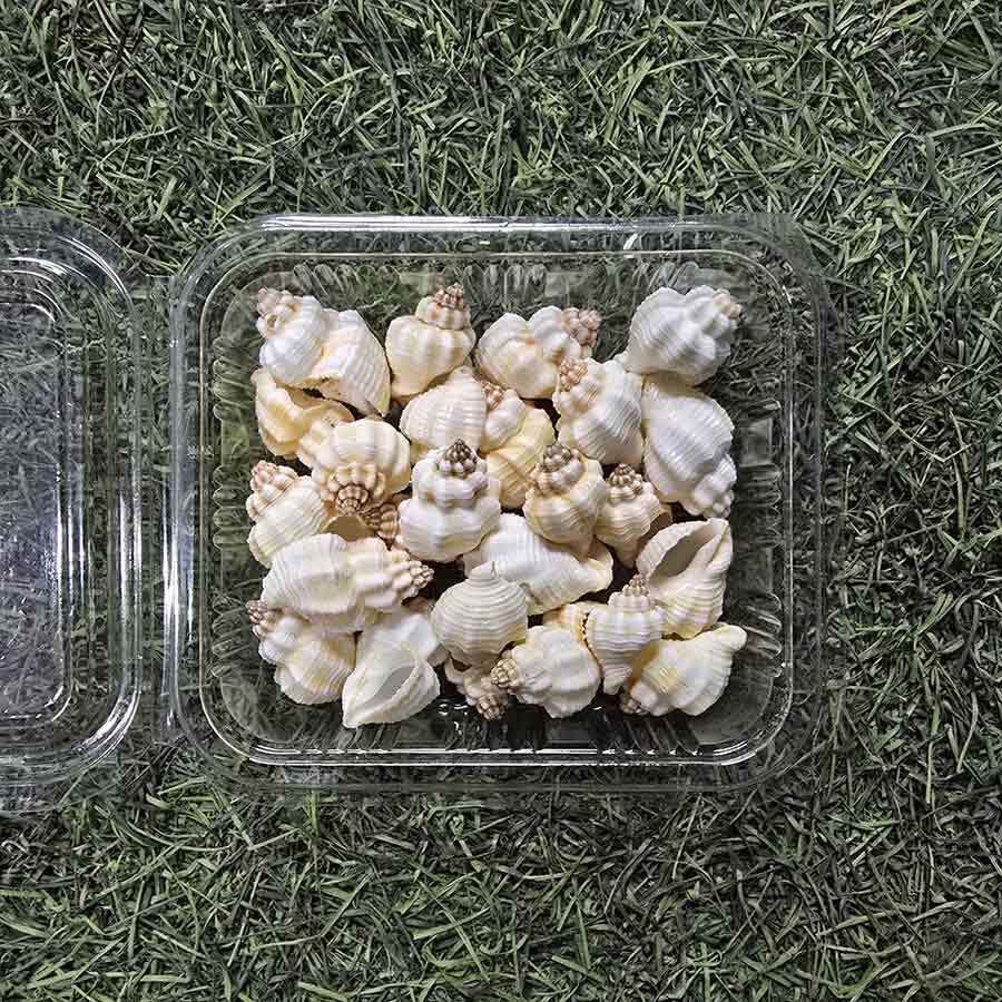 Sea Shells for Resin Art