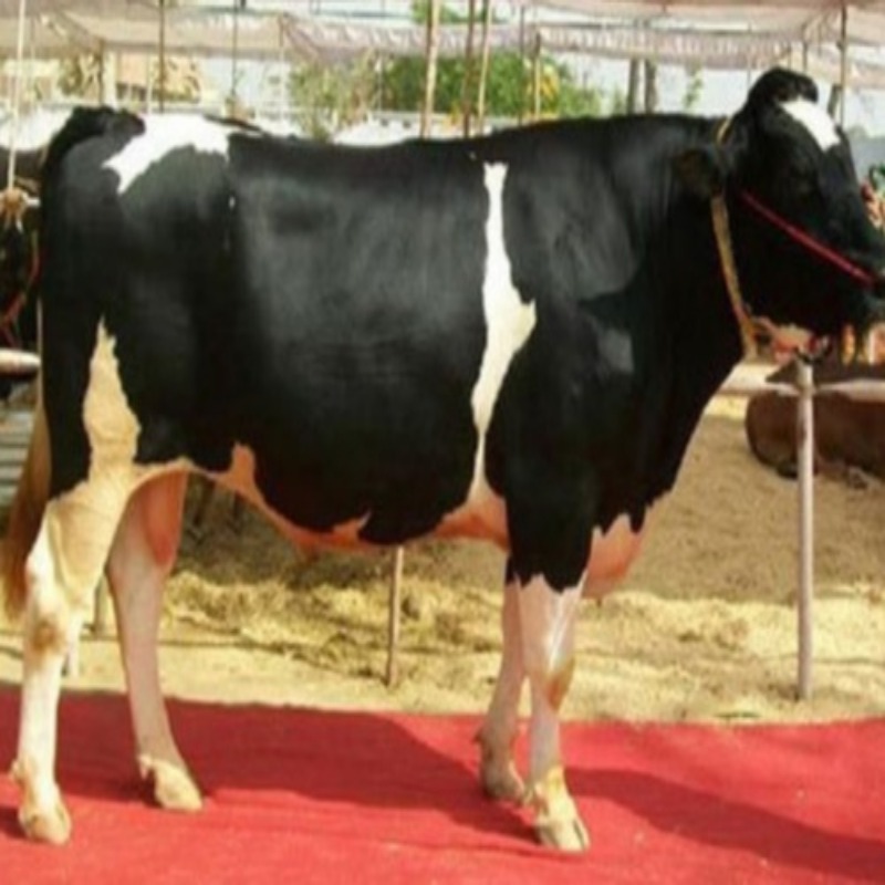 Hf Bull - Color: Black & White
