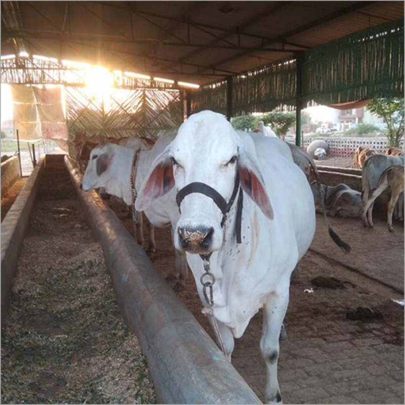 Tharparkar Cattle Cow