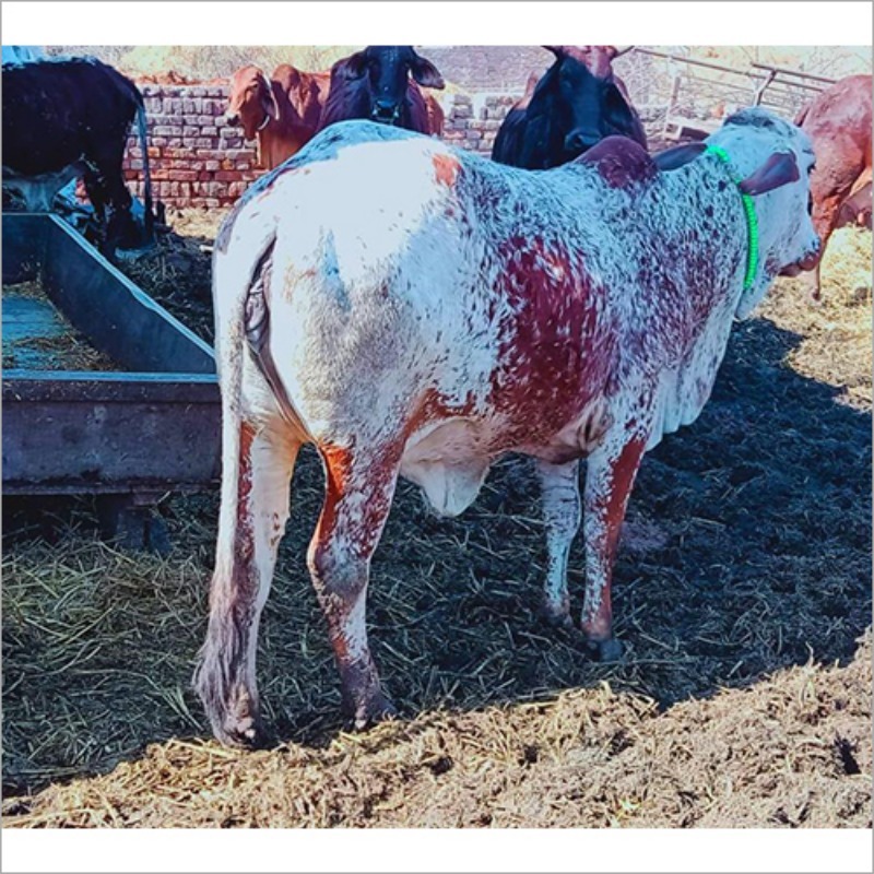 Cholistani Cattle Cow
