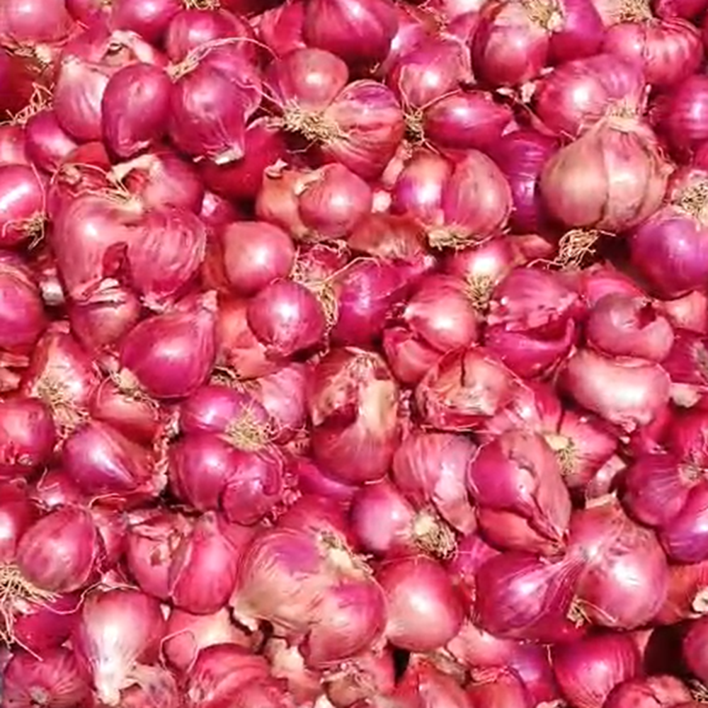 Indian Shallots/Small Onion/Sambar Onion