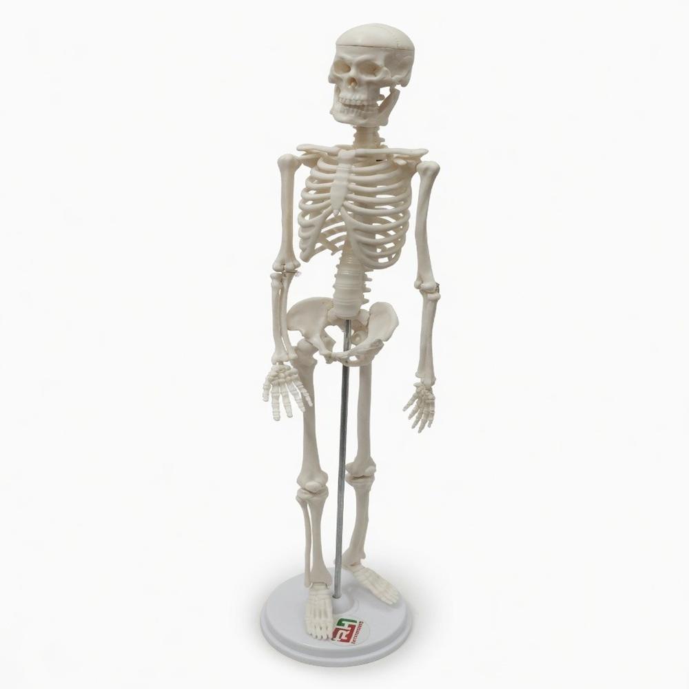 Human Skel-eton With Stand - Color: White