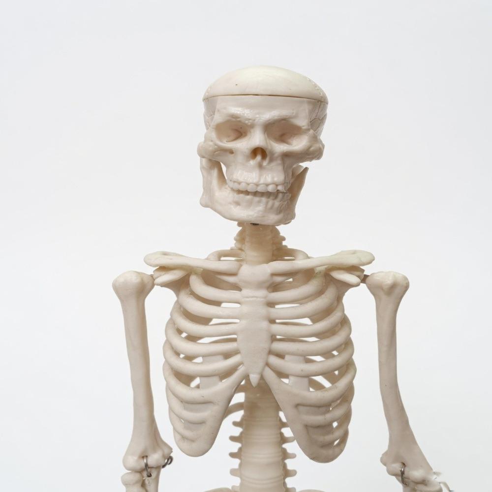 Human Skel-eton With Stand - Color: White