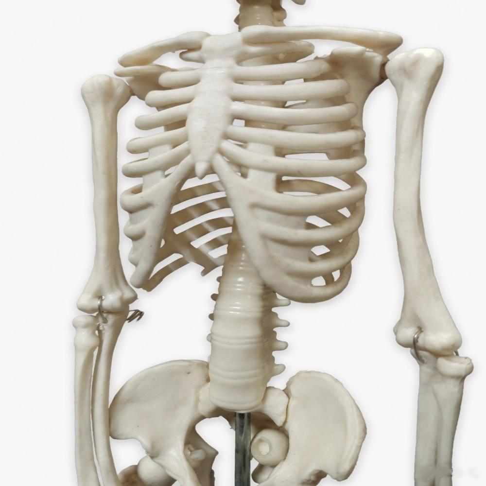 Human Skel-eton With Stand - Color: White