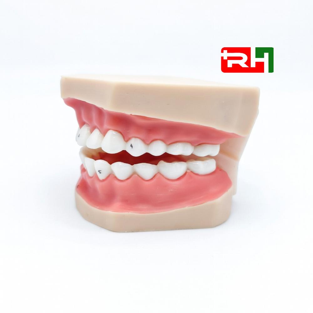 Pvc Teeth Model - Color: White