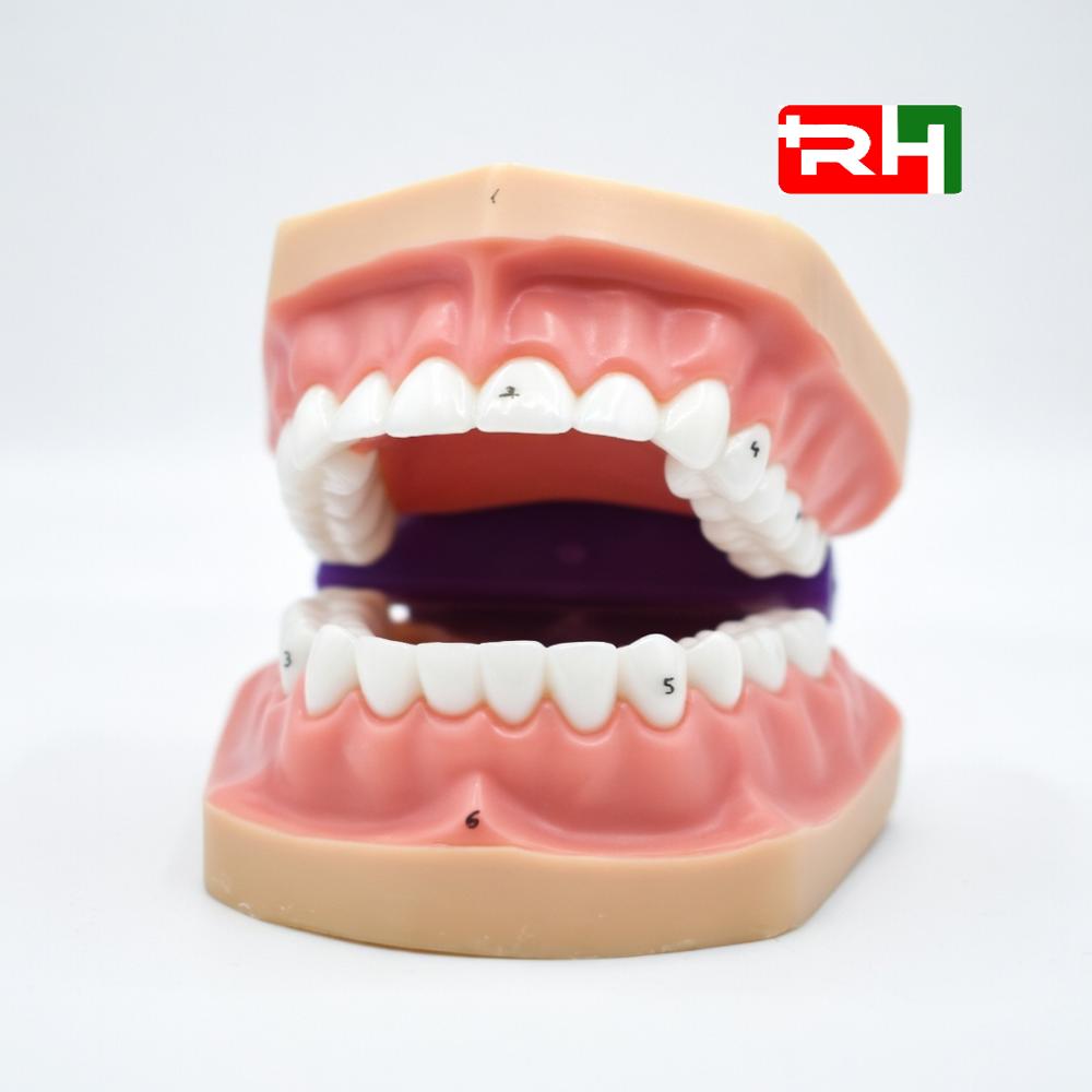 Pvc Teeth Model - Color: White