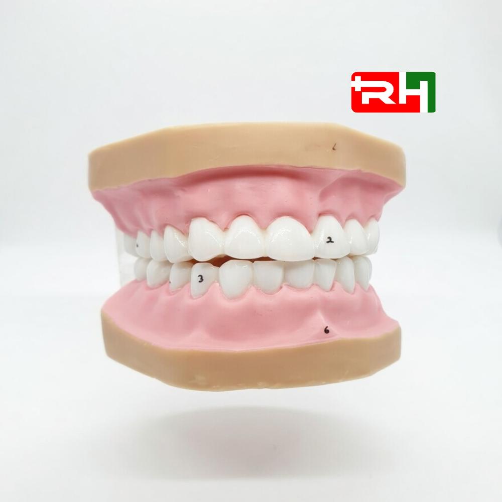 PVC Teeth Model