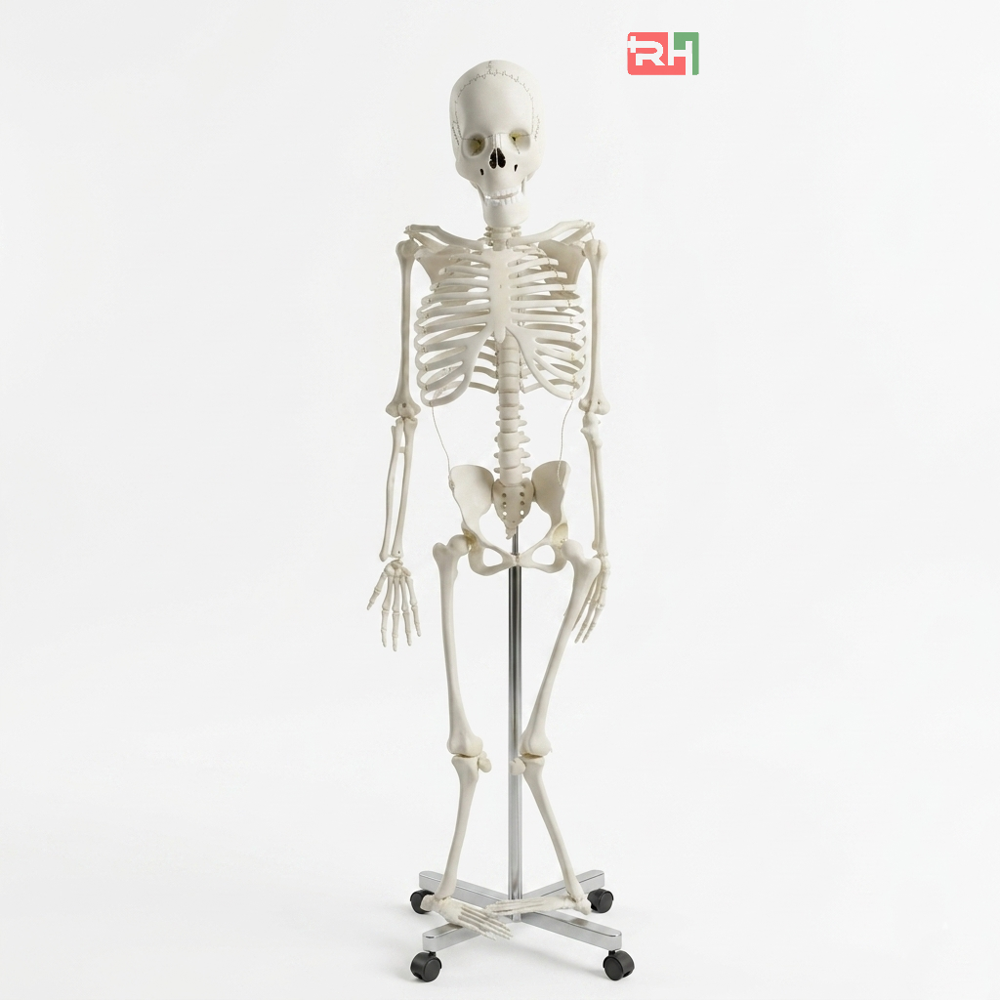 Skeleton With Stand - Color: White