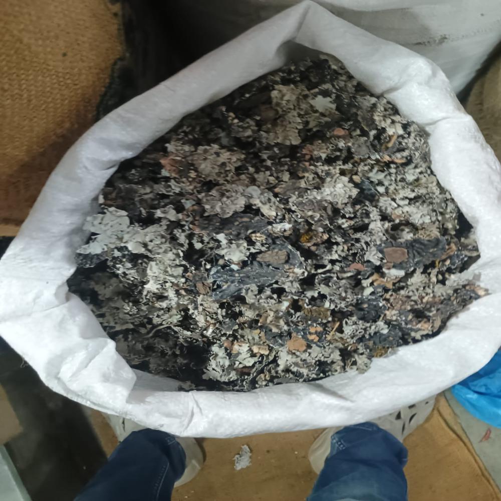 Premium Whole Black Stone Flower (Dagad Phool / Kalpasi) - Bulk Pack