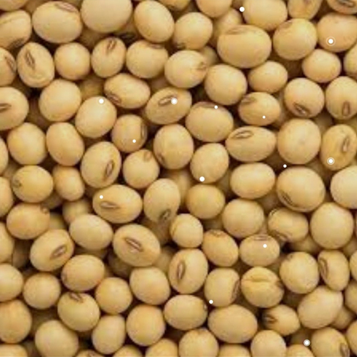 Roasted Soya Been - Feature: Easily Digest