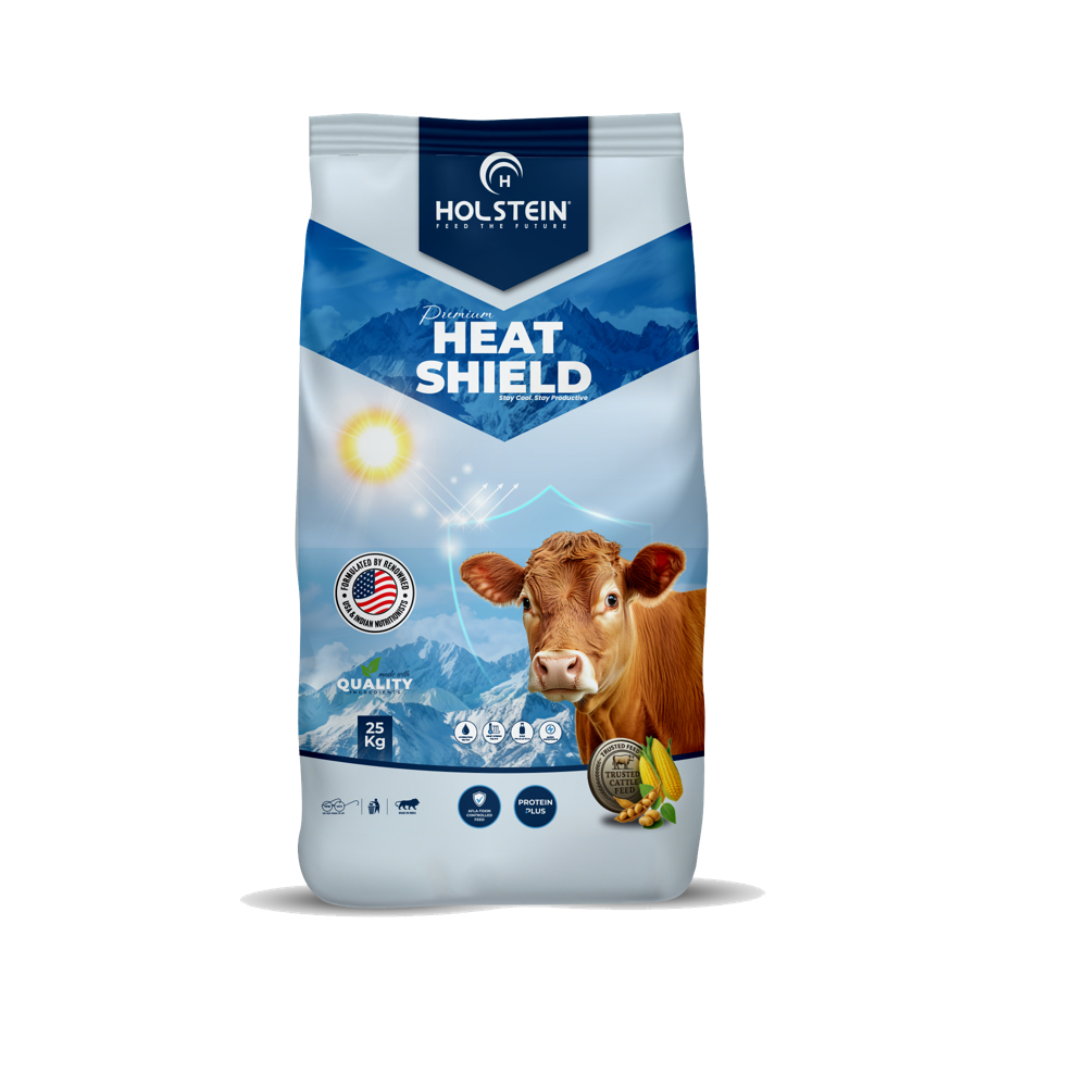 Holstein Heat Shied Feed