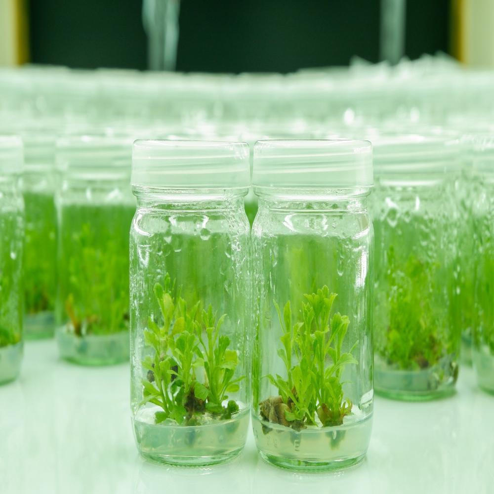 Agar Agar Plant Tissue Culture Grade