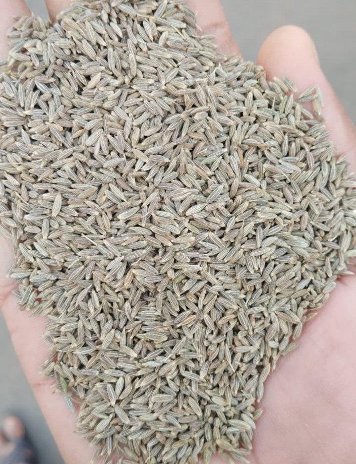 Cumin Seed