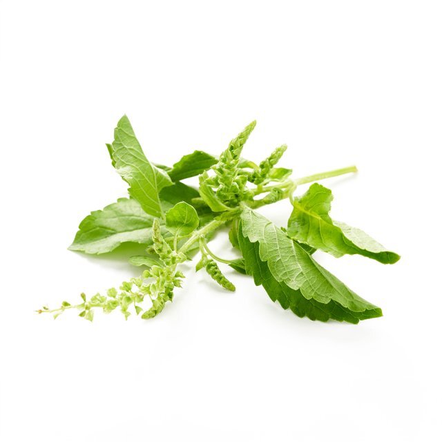 Holy Basil