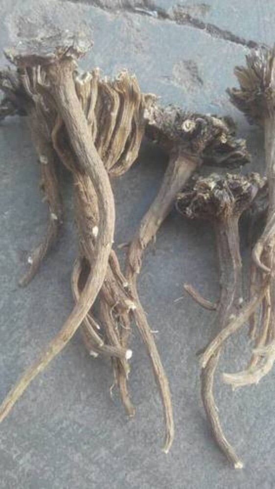 Akarkara Root